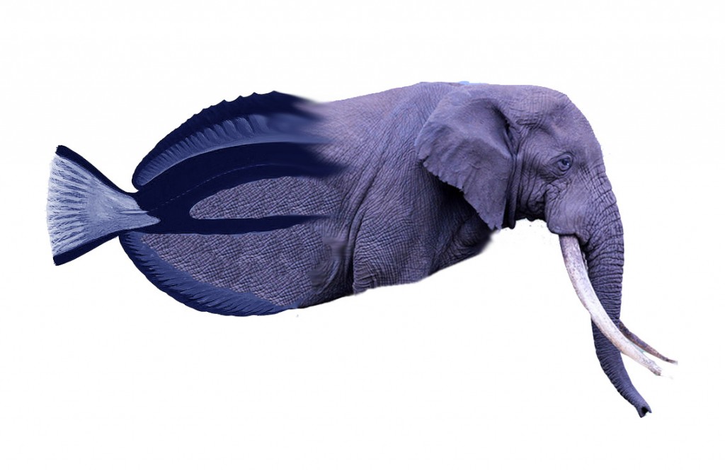 elephant tang